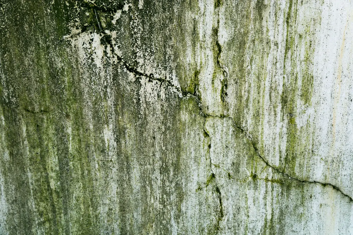 A rendered wall showing streaks of green algae and cracked, weathered plaster