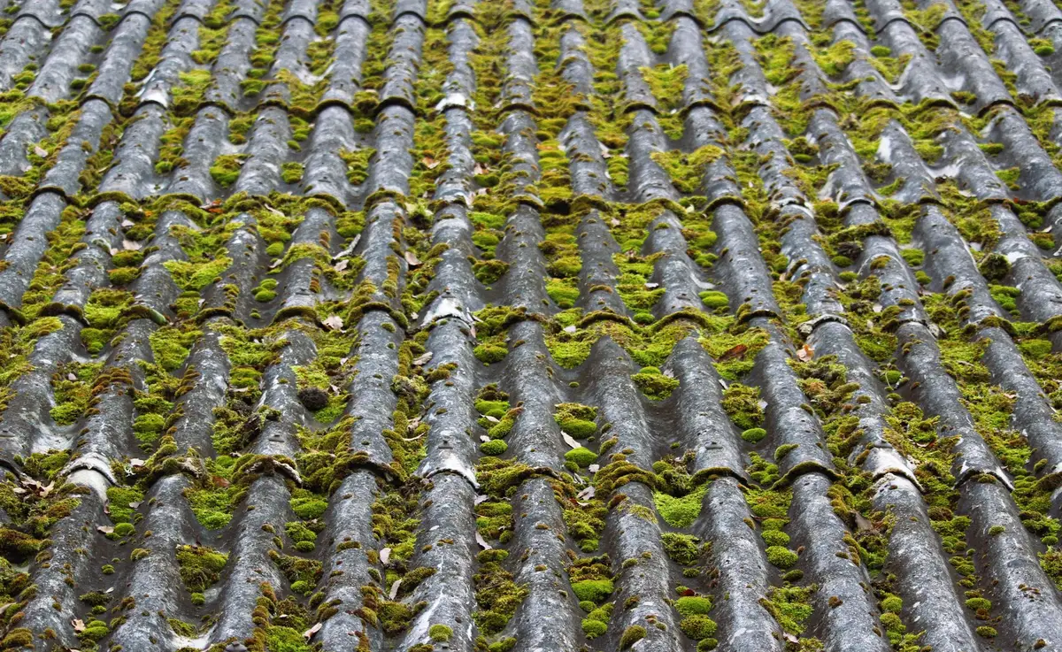 Corrugated grey fibre-cement roof sheeting with moss growing in every trough