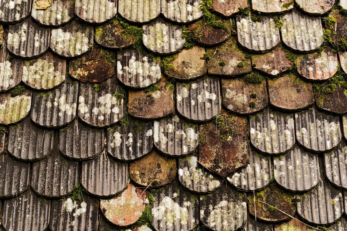 Close-up of old roof tiles carrying pale crusts of lichen alongside small green tufts of moss