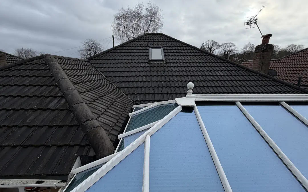 A conservatory roof with green growth on the glazing bars